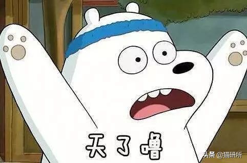 猫肉垫干裂不让人碰,猫肉垫黑色干裂