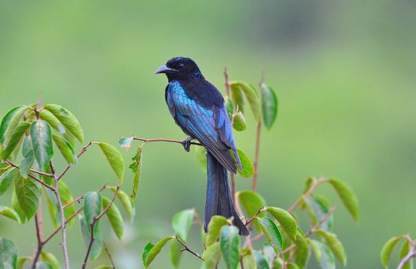 有模仿能力的鸟有哪些,一种鸟模仿70多种声音
