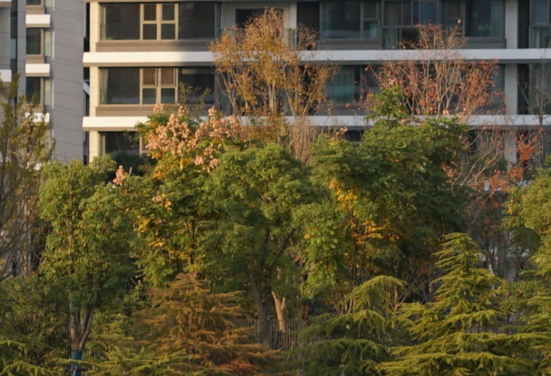 腾龙75-180与85定焦镜头,超值长焦定焦