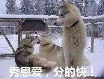 狗狗脾气变暴躁的原因及解决方法,狗狗脾气不好总咬人怎么回事