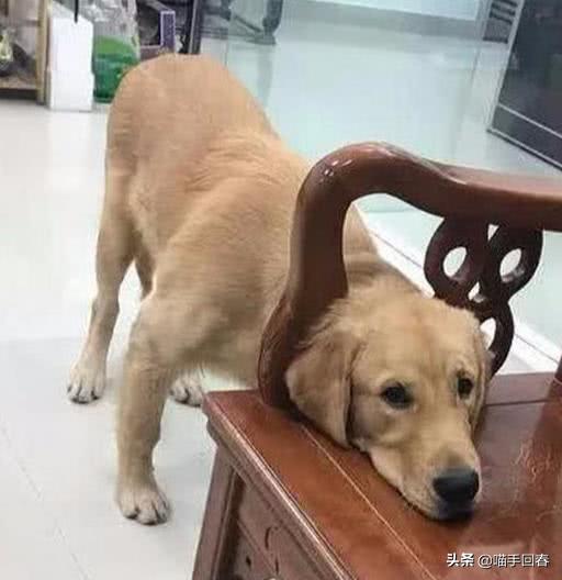 金毛半夜哈气走动不睡觉,金毛突然很暴躁对人龇牙咧嘴