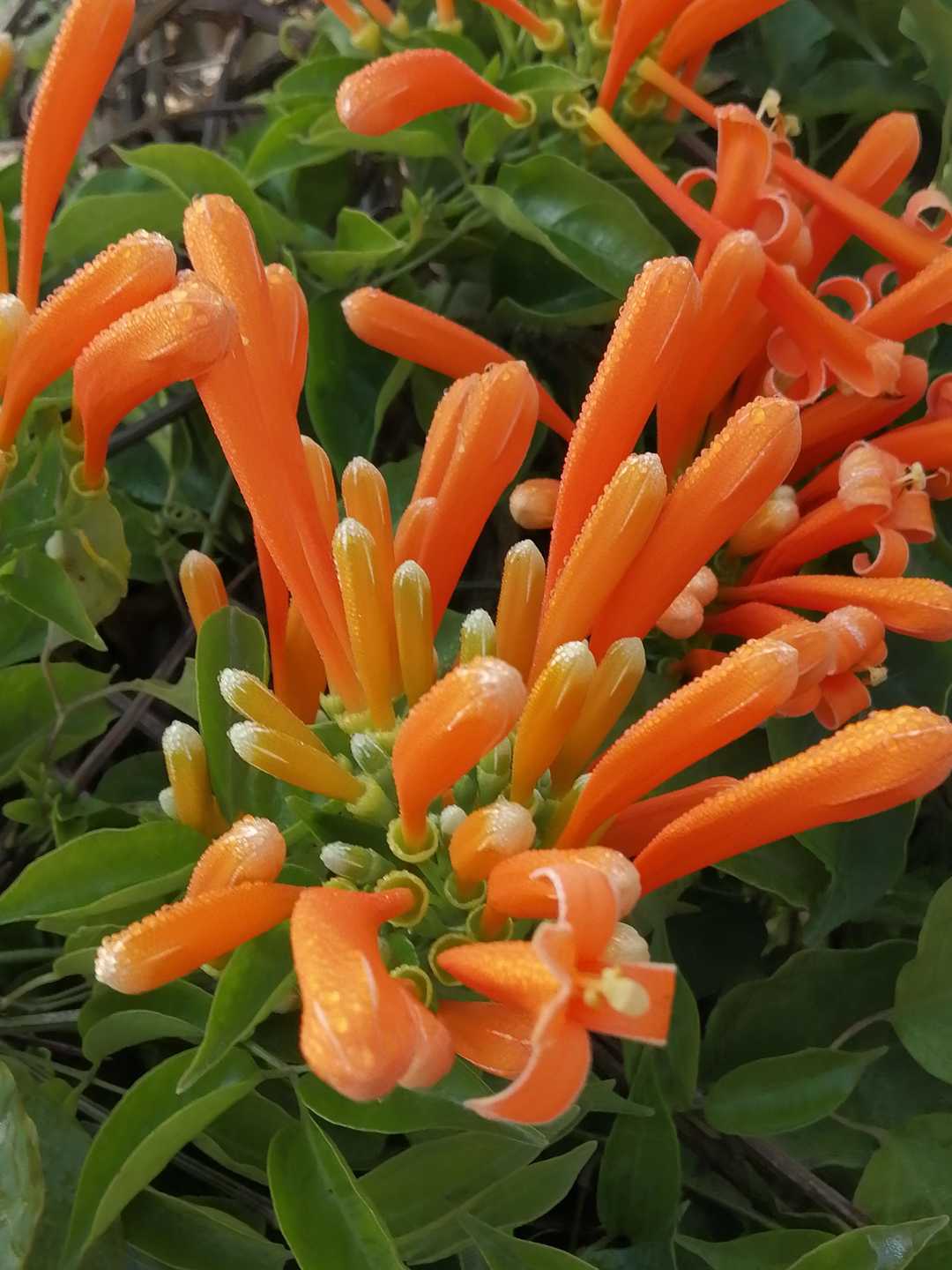 新年炮仗,炮仗花过年