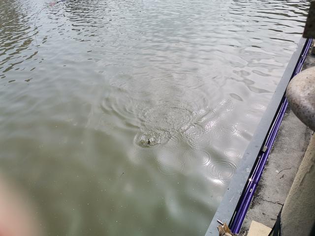 冬天筏竿钓土鲮,筏竿钓大土鲮