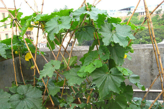 广东节瓜种植搭架技术,广东节瓜什么时候种植最好