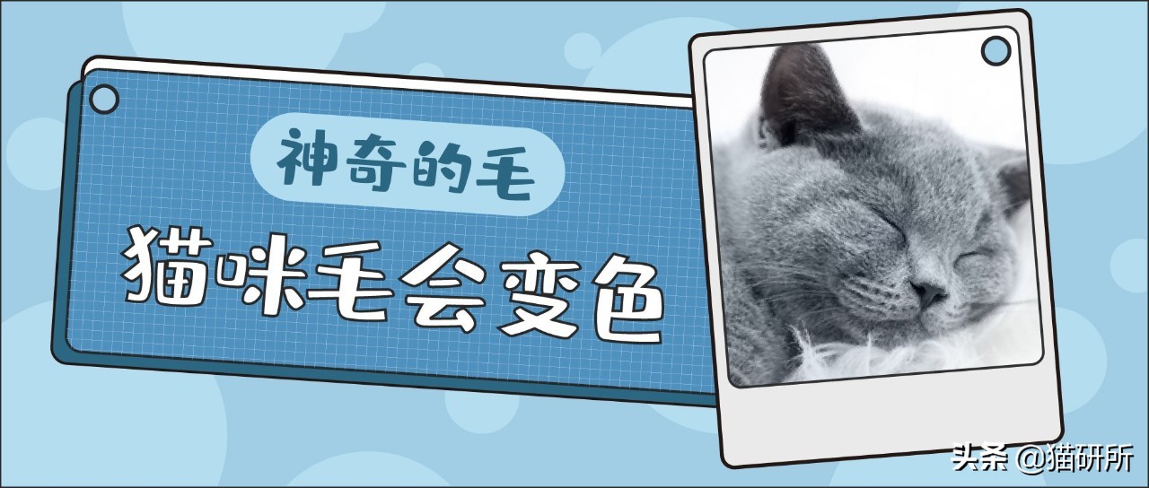 我家猫为什么莫名其妙的死了,我家猫为何越来越瘦