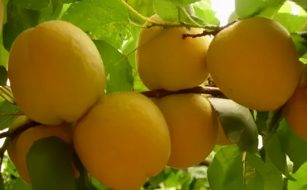 苏州西山十大知名农家乐有哪些,带你走一走苏州的太湖边农家乐