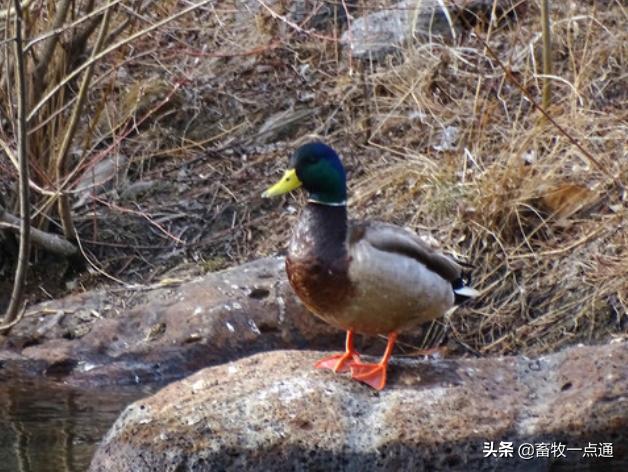 猪人工授精的步骤及注意事项,鸡人工授精方法及注意事项