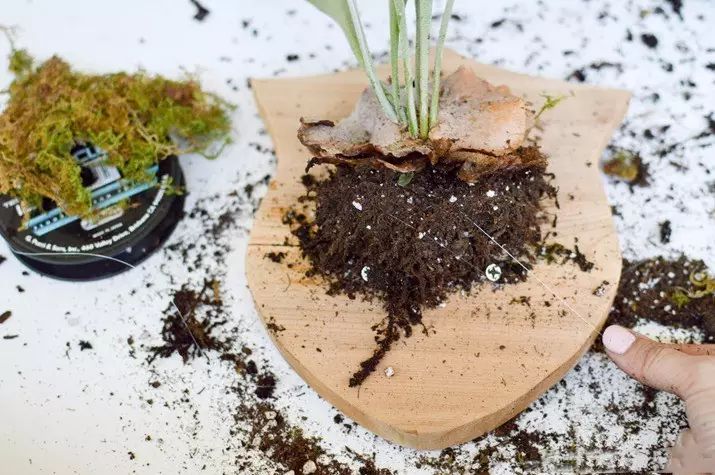 置爱｜植物1.0是种在盆儿里的，植物2.0都趴在墙上的