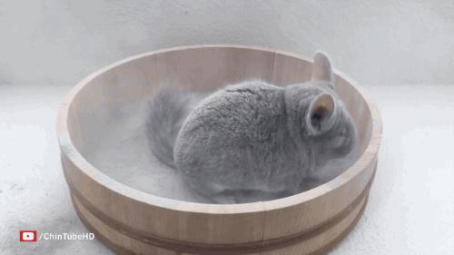 龙猫饲养视频,龙猫饲养全科普