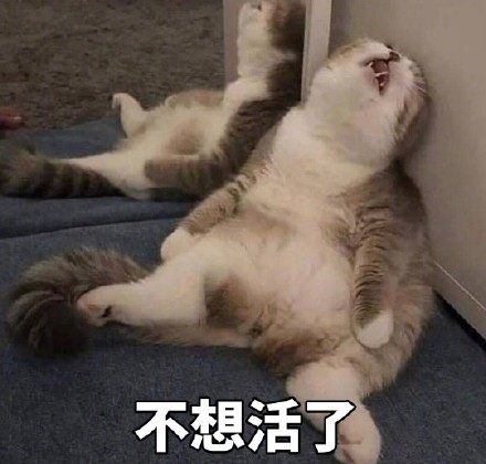 我只是个肥宅表情包,表情包我能插嘴吗