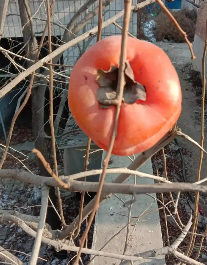 摘柿子为什么要留一个,摘柿子为什么会留一些在树上