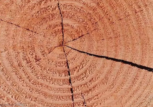 木材干燥过程开裂？这5个措施用得上