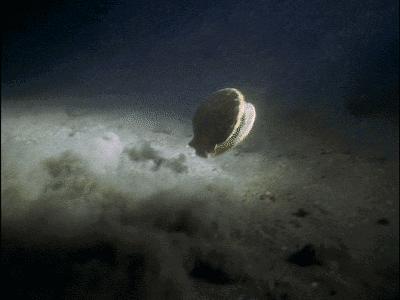 獐子岛扇贝逃跑,獐子岛扇贝跑路史