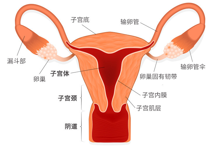 卵巢保养按摩仪器美容院,卵巢保养精油套盒什么牌子好