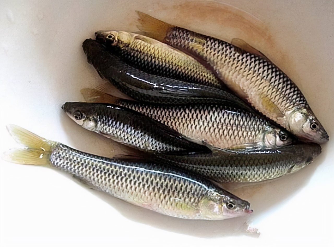 钓鱼背锅侠,钓鱼背锅