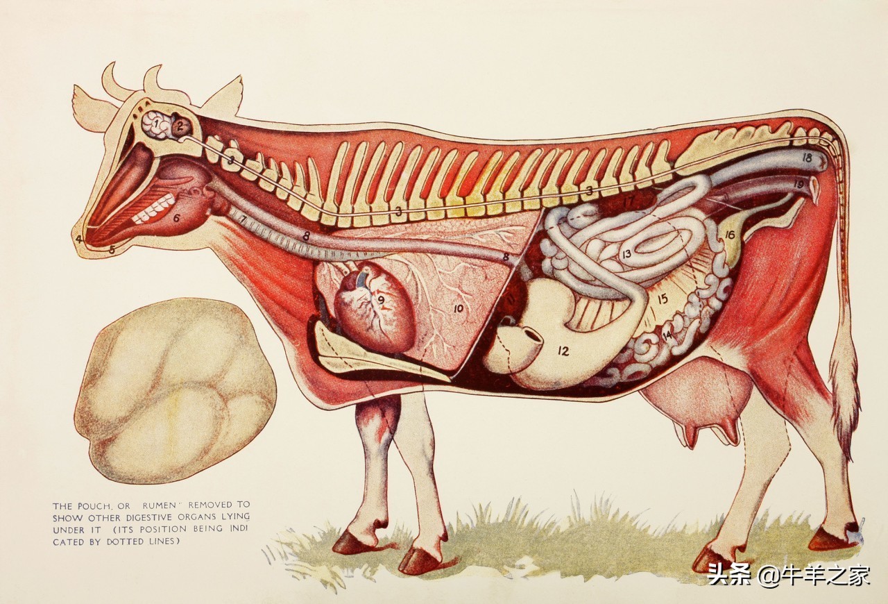 牛不反刍按这个方法治疗