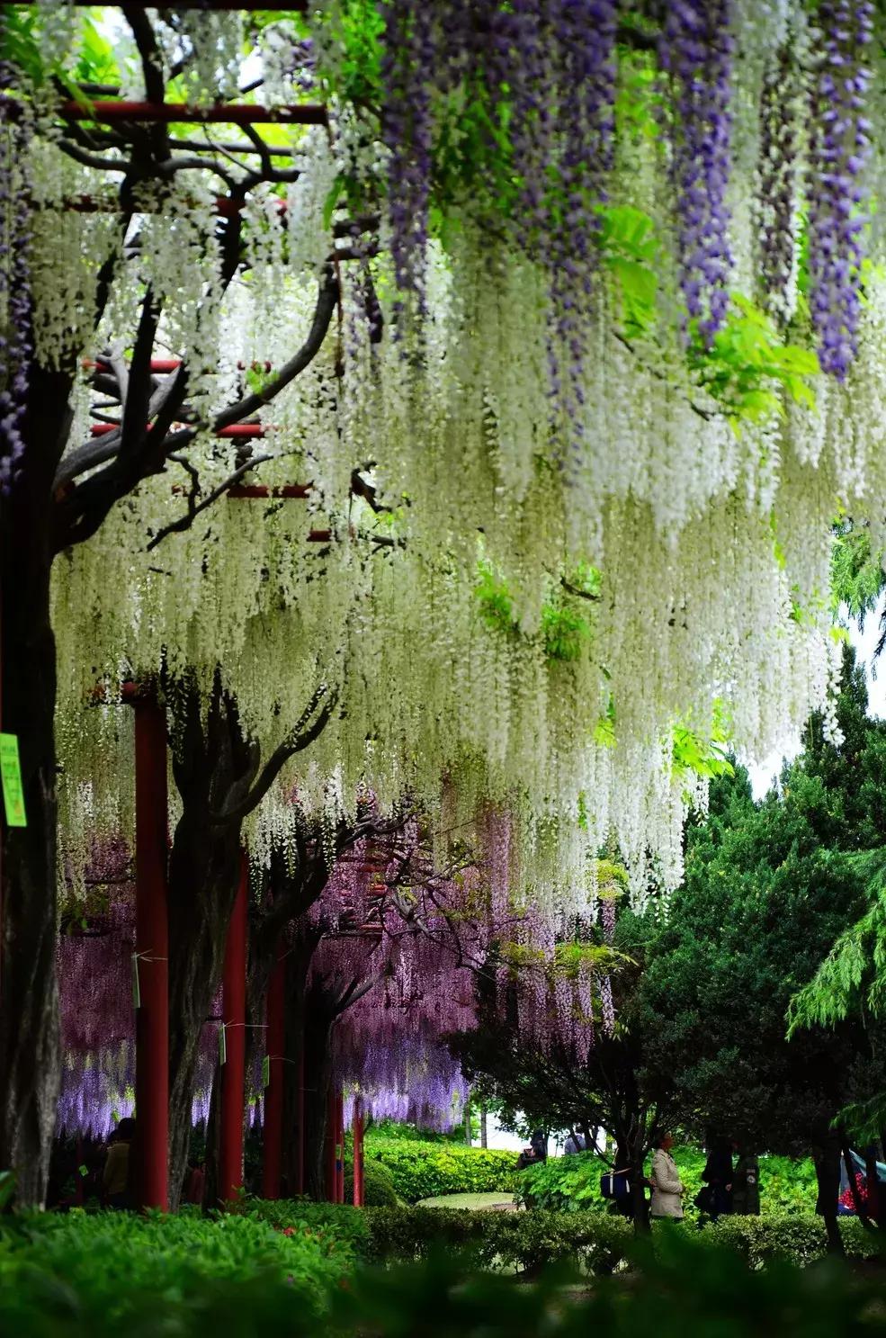 百花图谱大全100幅,工笔百花图谱100种