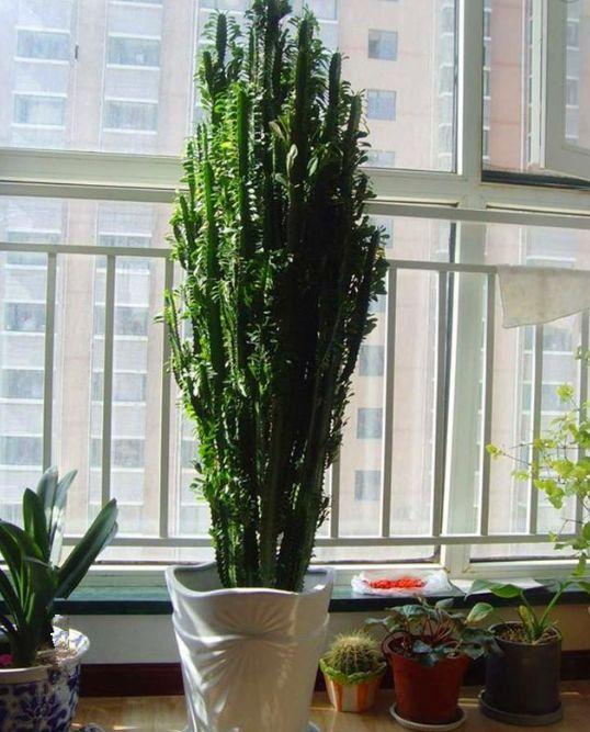 四种植物,家里养什么盆栽好去甲醛净化空气