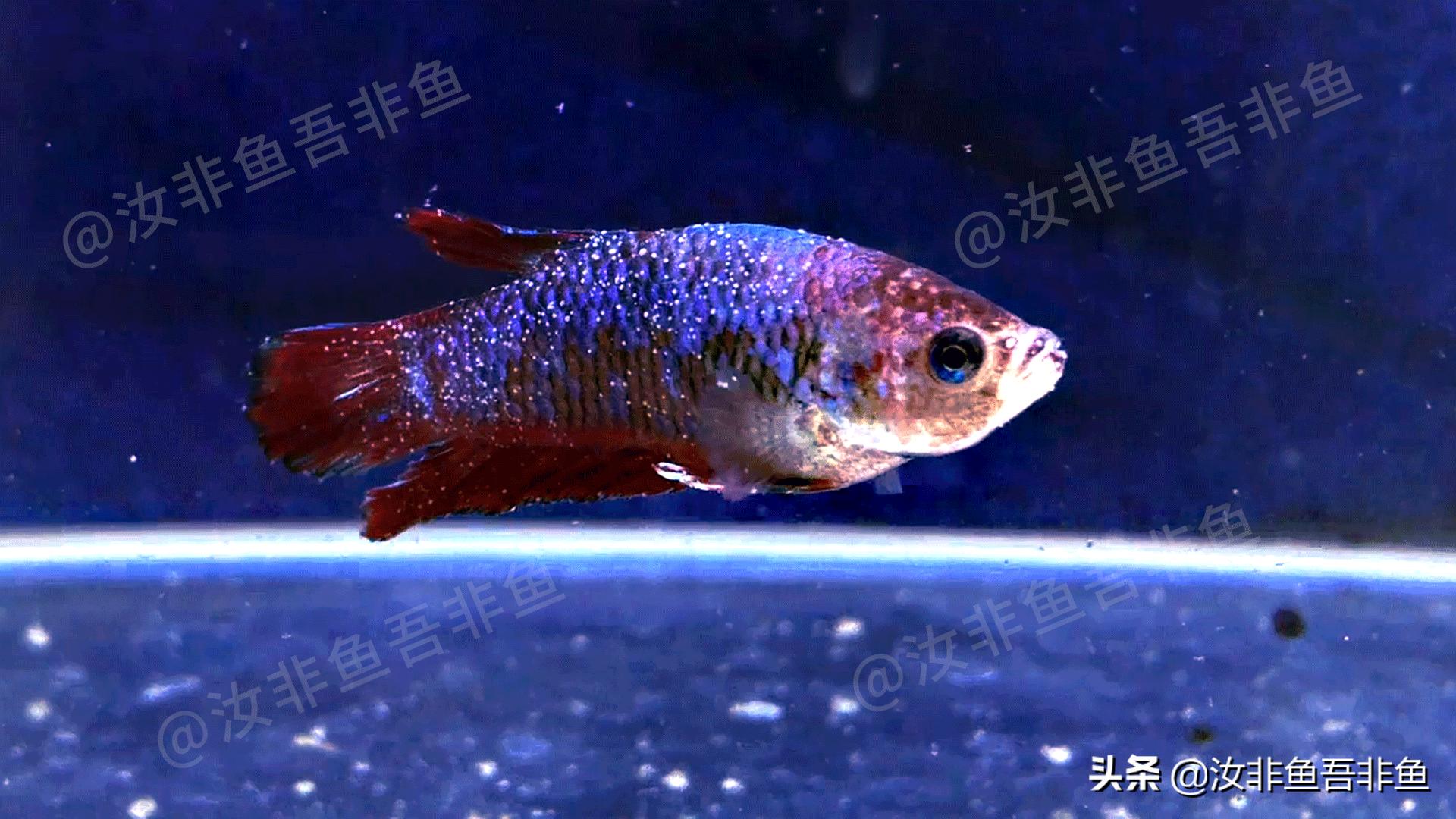 斗鱼白点病最佳治疗方法,白点病鱼怎么治疗具体方法