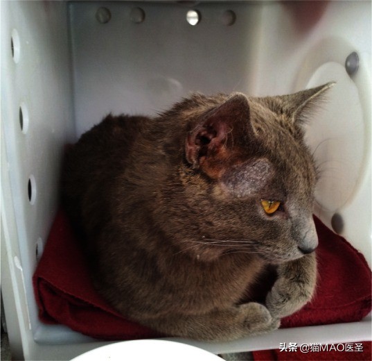 猫咪真菌与螨虫鉴别,猫咪细菌和真菌皮肤病区分