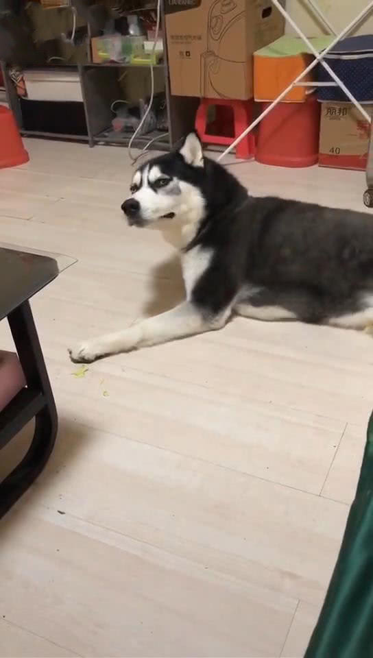 哈士奇被骂哭原版视频,哈士奇被骂傻狗突然变脸