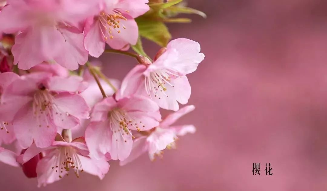 花店里同款的两种不同价格的花材,花店最容易被顾客误解的几种花材