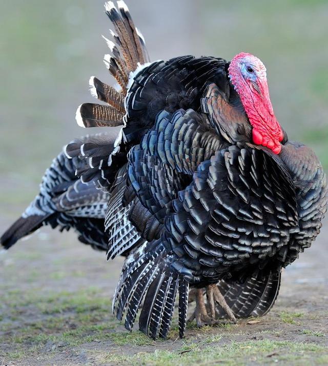 火鸡的养殖技术,火鸡的养殖技术效益探析