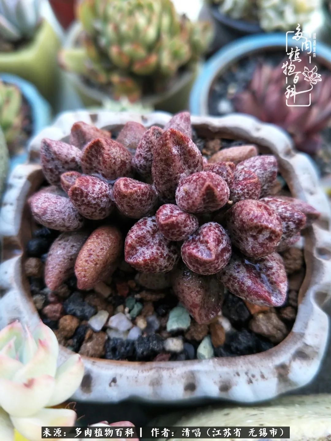 多肉植物百科好看又好养的多肉,喜欢多肉的朋友欢迎光临多肉园艺