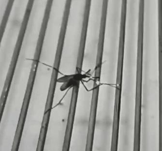 各种搞笑方法干掉蚊子,如何一次干掉100只蚊子