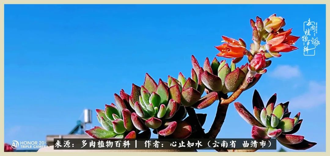 景德镇精品拇指多肉盆,轻奢多肉拇指盆3.5