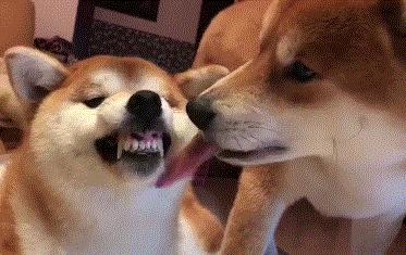 狗子吃醋女朋友,狗子喜欢女朋友怎么办