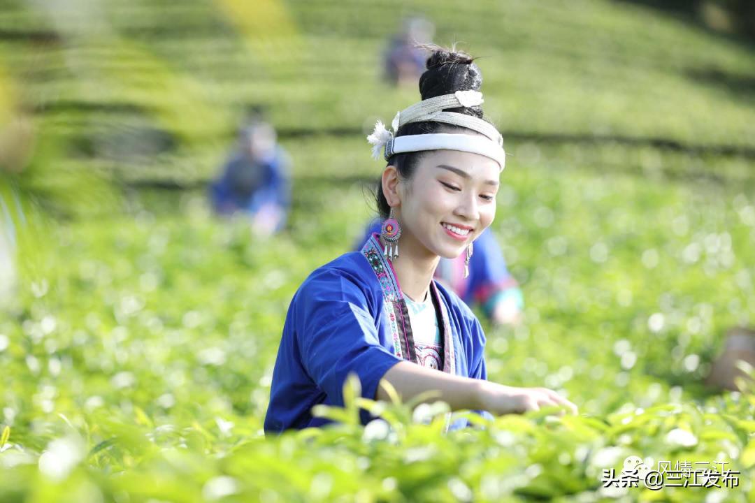三江金奖茶,中国早春第一茶三江茶