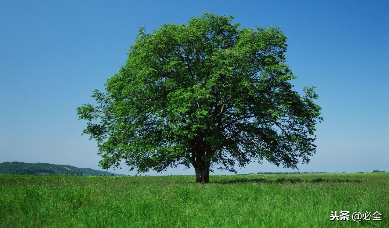 培育“原冠苗”还是“截干苗”,该如何选择?