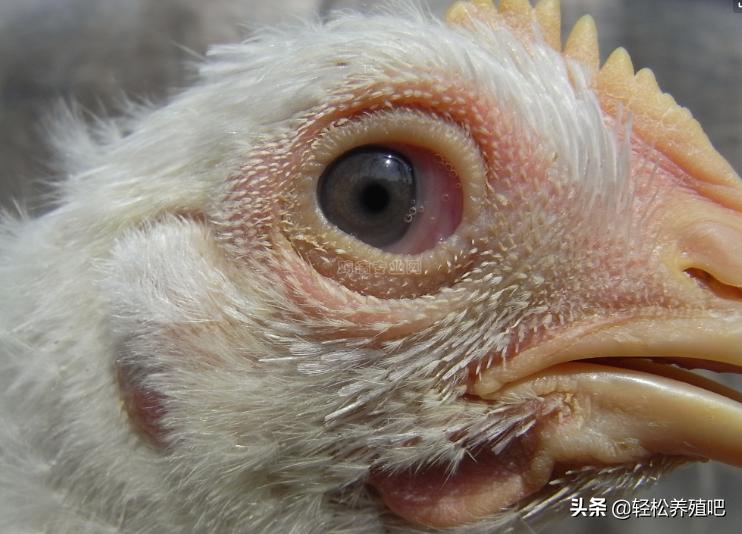 养殖鸡眼睛有什么病,鸡一侧眼睛肿是怎么回事