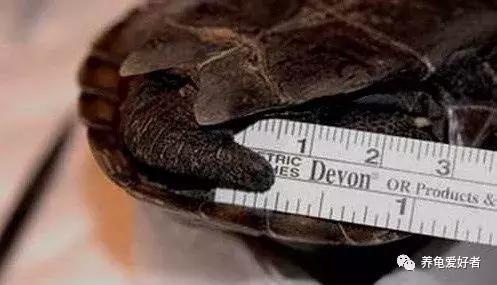 乌龟咬尾怎么办,乌龟咬鱼有什么办法