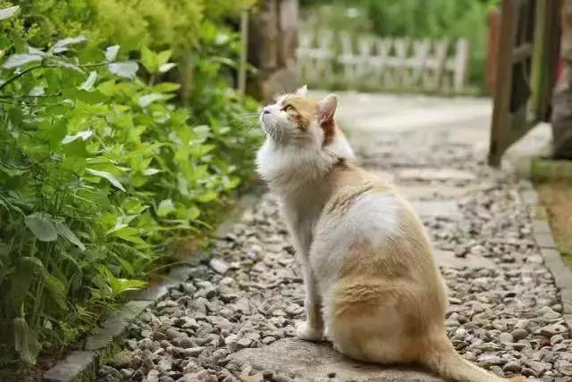 藏在山间民宿,藏在山里小民宿