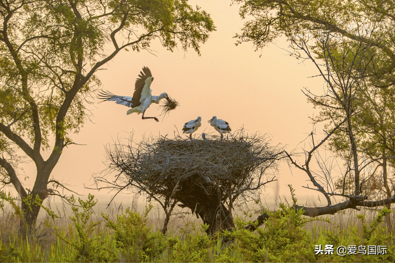 鸟类最好看的照片,100张绝美鸟类图片