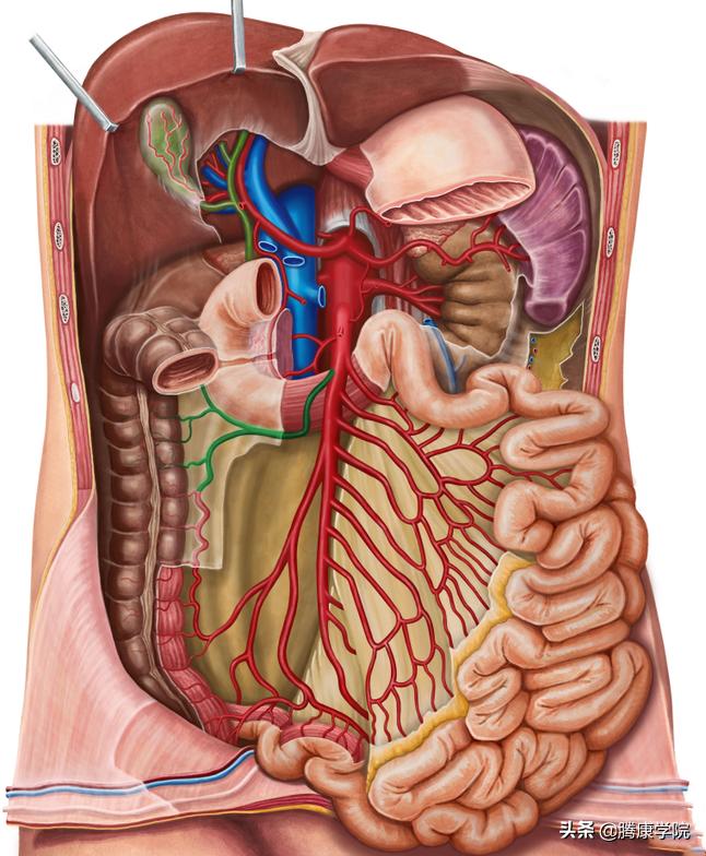 自主神经血管张力障碍,自主神经系统对血管的调控