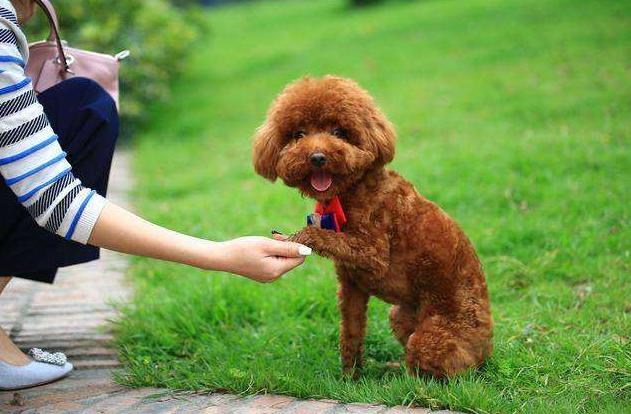 泰迪犬有这些行为说明你没有白养,泰迪犬什么都学不会怎么办