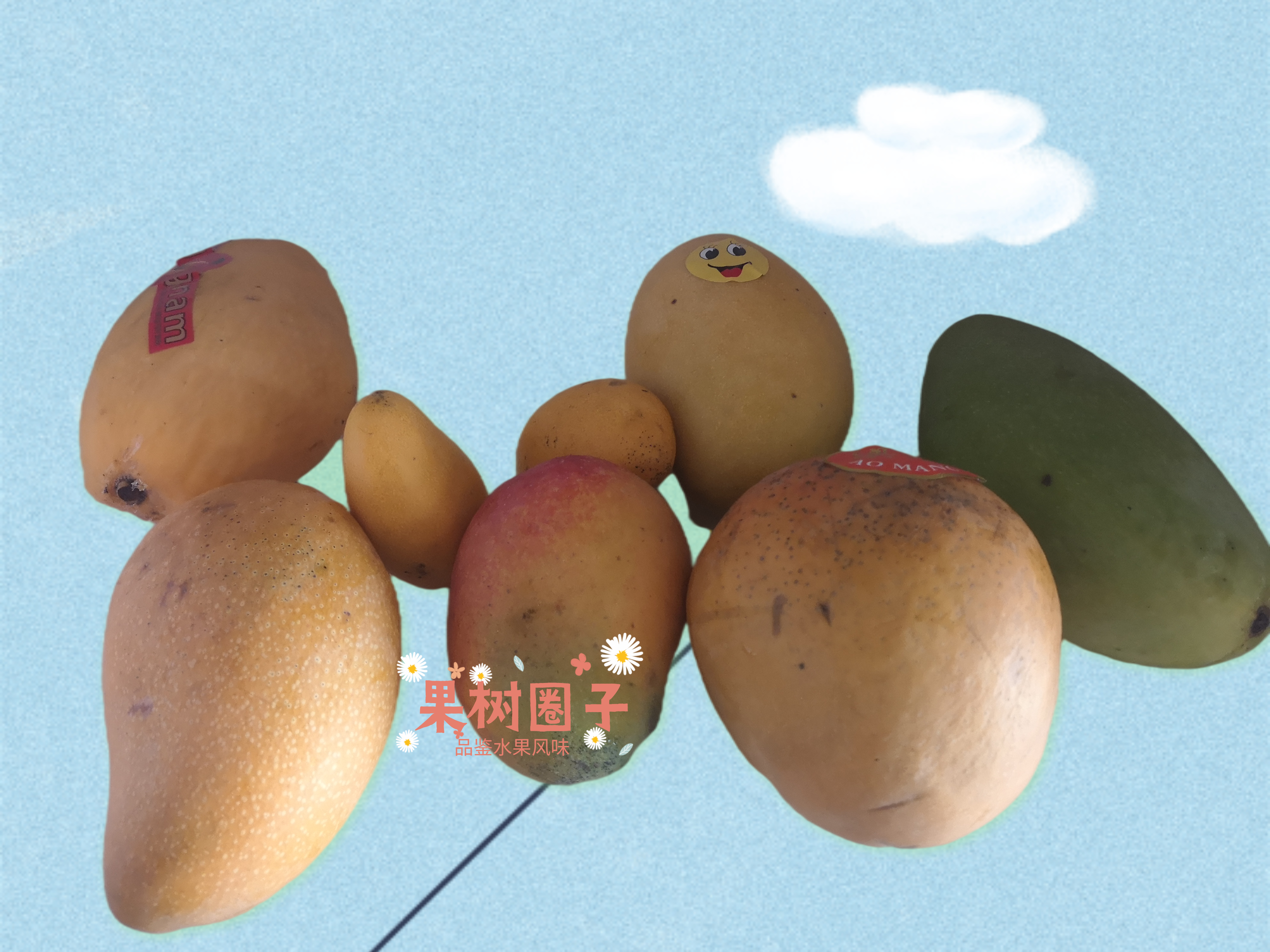 芒果选哪个才能最新鲜,目前哪种芒果最畅销