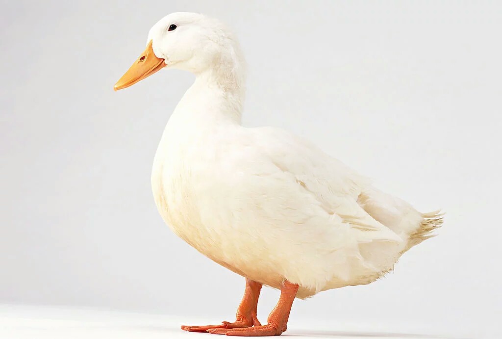 鸭病防治视频大全,鸭禽霍乱的最佳防治方法