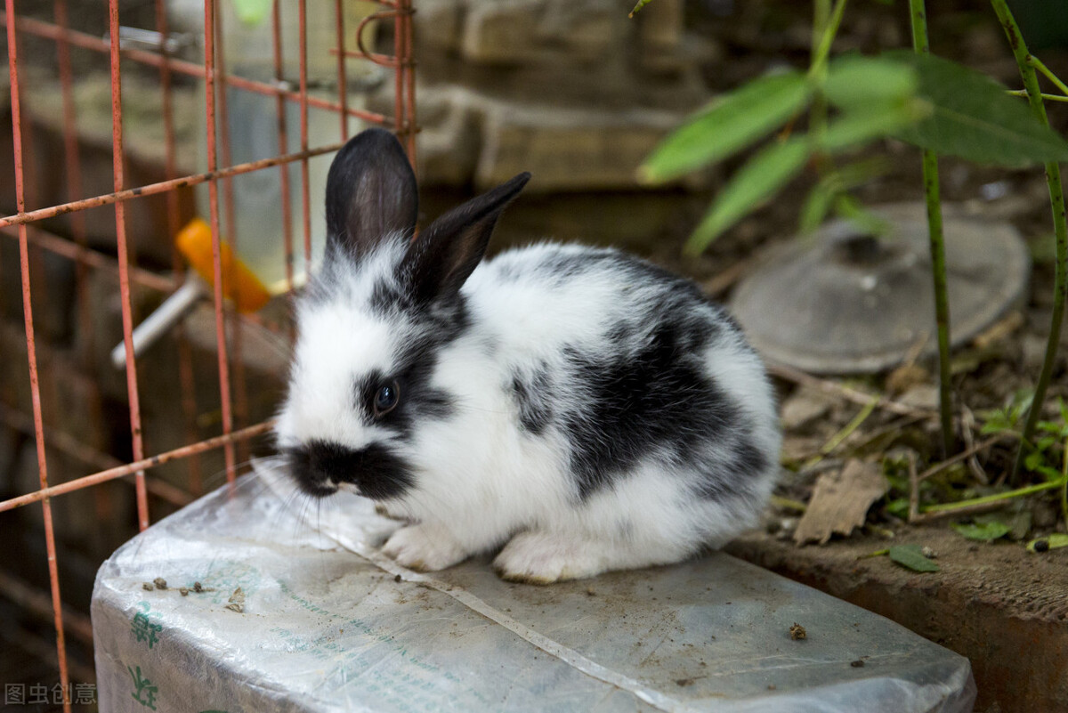 兔子脚底红肿用什么药,兔子脚受伤流血