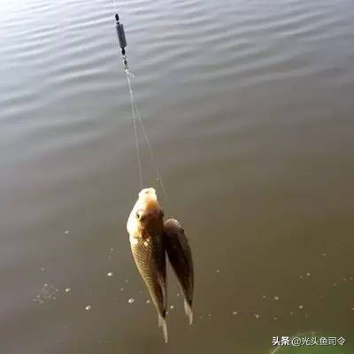 野钓为什么没有口,野钓为何没口而且顶漂