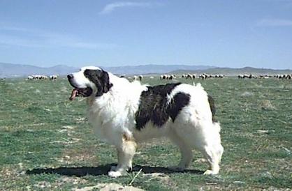 盘点世界十大犬类,中国古代十大大型犬