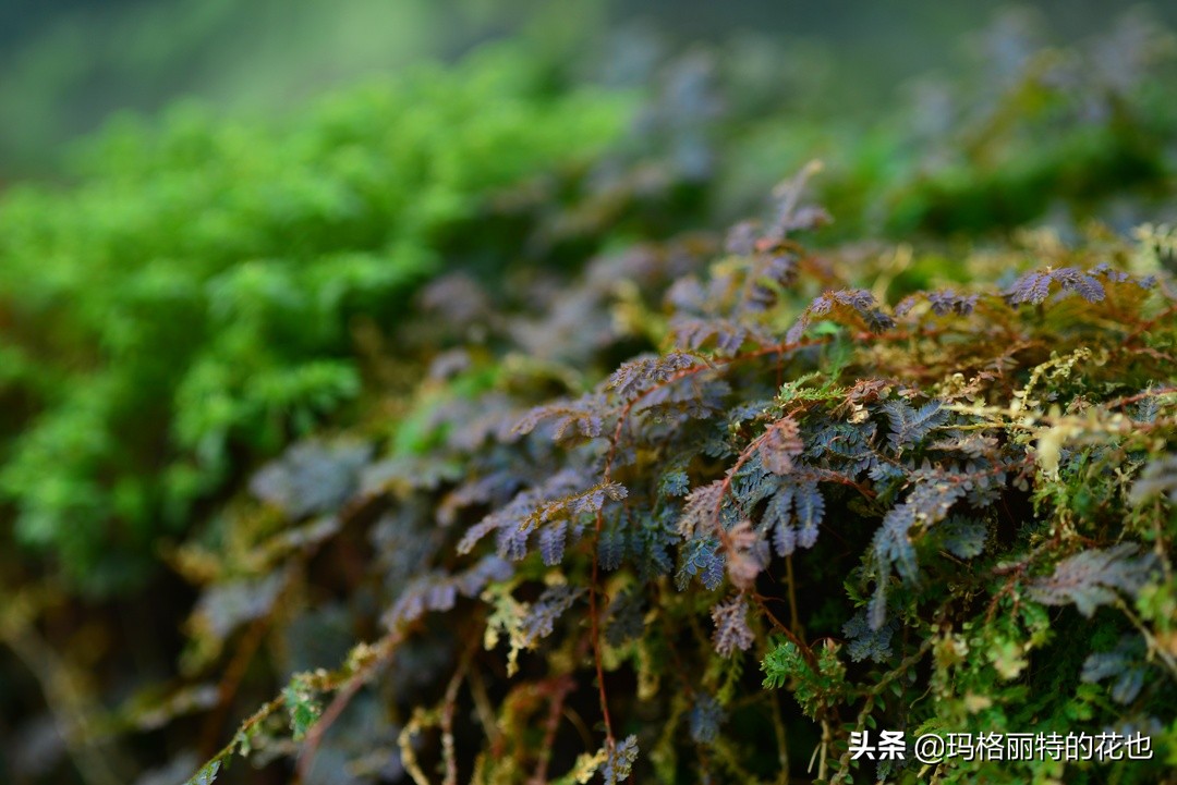 河马花园植物大全,荷马花园的月季