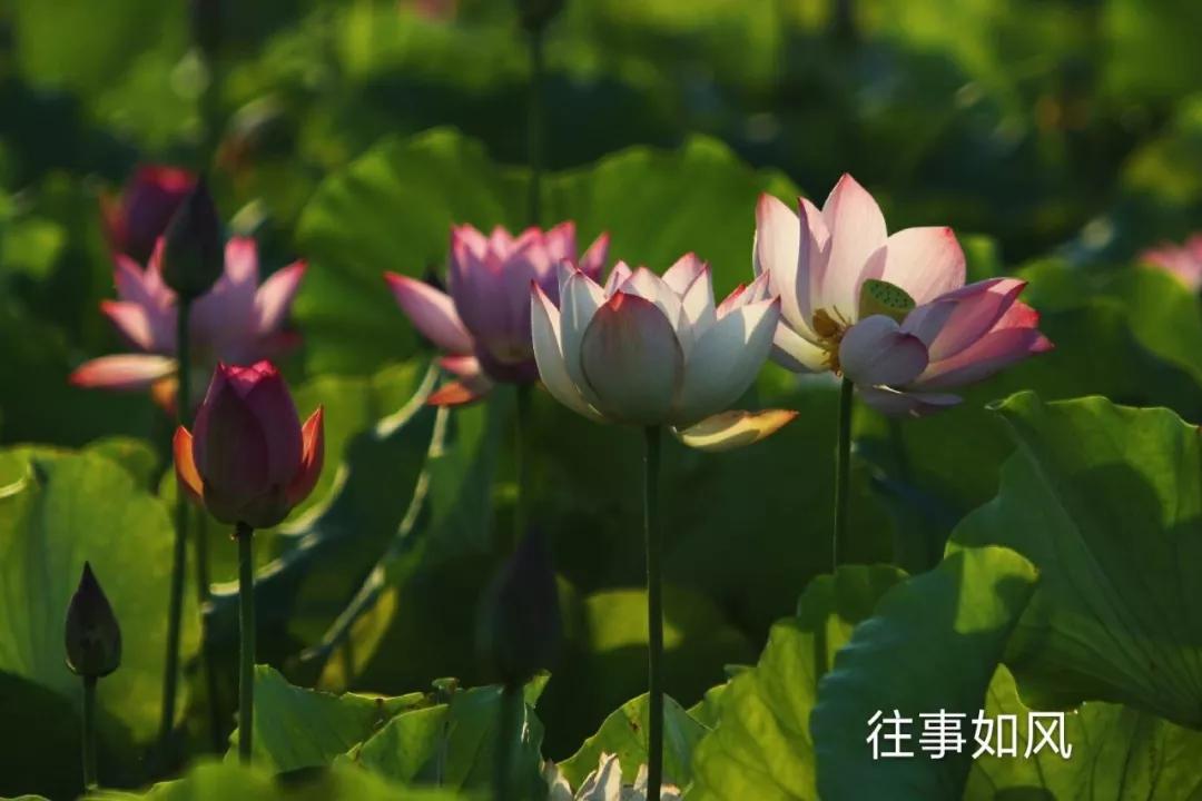 惊艳！淮阳，因为ta，美得不像“画”