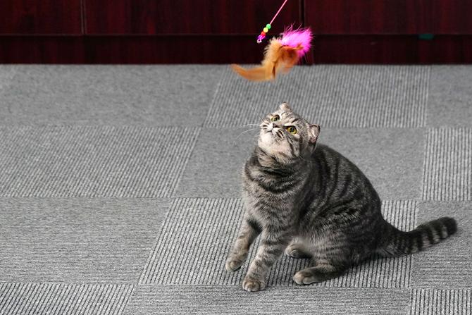 索尼alpha9ii,为奥运会而生