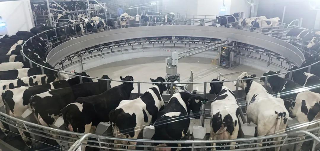 5000头奶牛养殖项目,5000头奶牛场建设