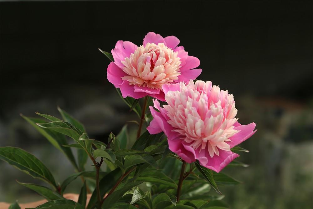 天热养什么植物好养,能在家养的芍药花的养护方法