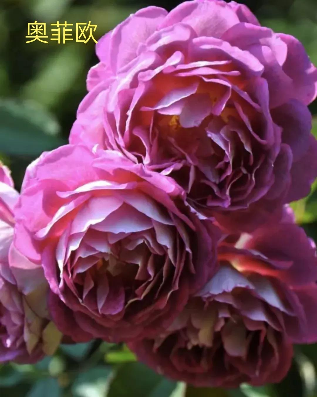 木村卓功推荐的月季,木村卓功月季